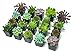 Succulent Plants