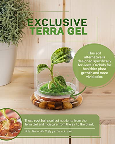 Bloomify Jewel Orchid [Macodes Sanderiana/Petola] Live Orchid In Self-Sustaining Ecosystem, 100% Maintenance Free Healthy Terrarium Plants Guarantee. (M. Petola With Moss) #TOP4