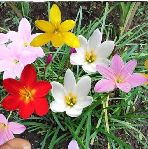 UGAOO Bharat Rain Lily Zephyr Lily Live Plant Mixed Flowers | Pink, White & Yellow, Garden & Balcony Plant, Pack of 1-image-4