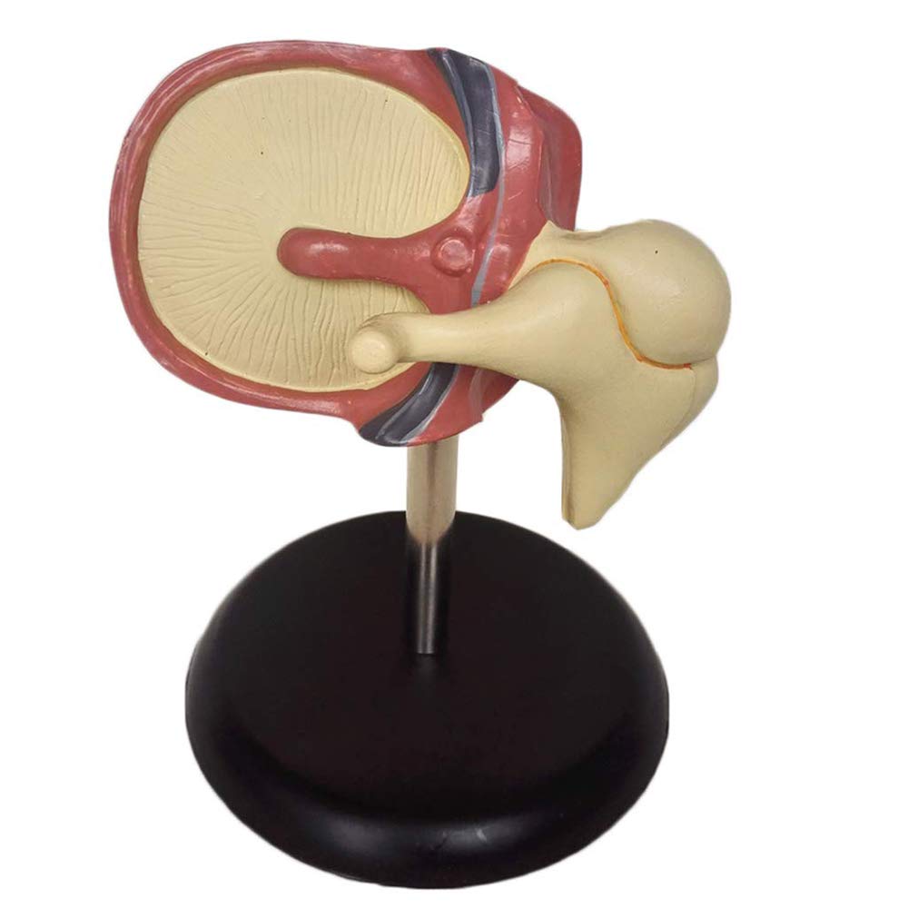 Model ślimakowy - Model ucha ludzkiego - Materiały dydaktyczne Model symulacyjny ślimakowy Medyczny anatomiczny model ucha - Do szkolnego narzędzia do wyświetlania nauczania medycznego, sprzętu labor