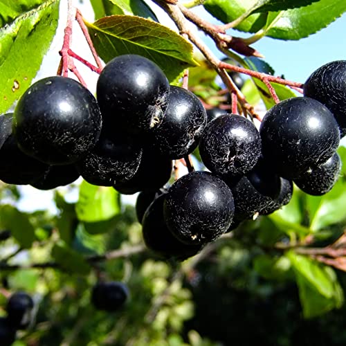 Aronia Miczurina 2L - Ses fruits sont parfaits pour les desserts