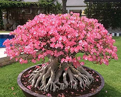 Arabicum Adenium Plant (B0D7M57GHJ) Amazon Price History, Amazon Price Tracker