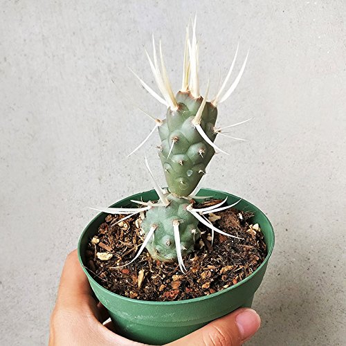 Paper Spine Cactus Tephrocactus Articulatus Var. Papyracanthus (4 Inch) #TOP1