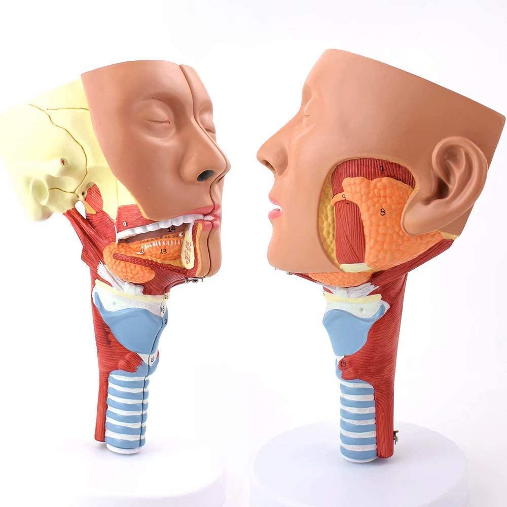 Buy Anatomy Model, Human Anatomy Science Models Nasopharyngeal