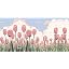 A-pink Tulip