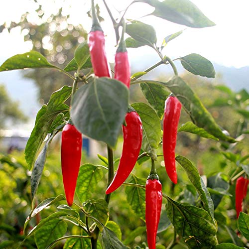 25 Graines de Piments de Cayenne - légumes jardins potager- semences paysannes reproductibles - SemiSauvage