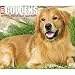 Just Goldens 2019 Box Calendar (Dog Breed Calendar)