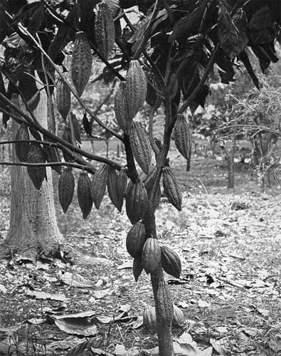 Pintura lienzo Cocoa Tree de Duperly cuadro decorativo de 60x90cm para oficina
