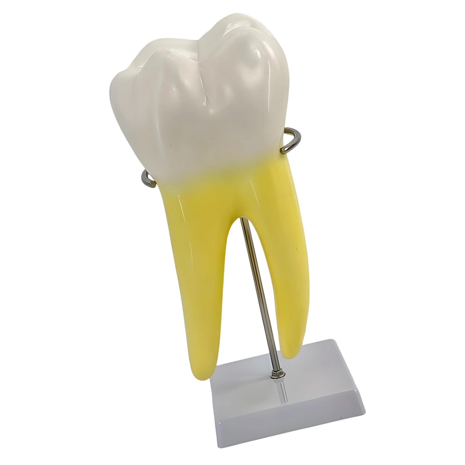 oringnat Human Molar Anatomy Model Human Molar Teaching Model With Stable Base Stand For Dentals Teaching And Medical