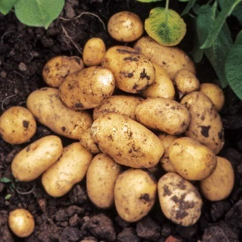 Seed Potatoes Pentland Javelin 11 Tuber Pack Easy to Grow Variety of Seed Potato Amazon.co