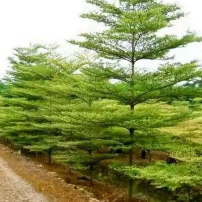 Creative Farmer Outdoor Plant: Terminalia Mantaly Green - Native Shade Tree (Best & Ornamental Tree)