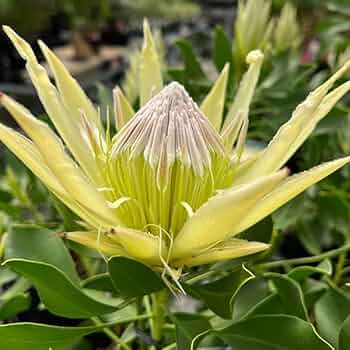 チャッピ 希少 プロテア キングホワイト 挿し木 苗 鉢植え オージー チャッピ 希少 プロテア キングホワイト 挿し木 苗 鉢植え