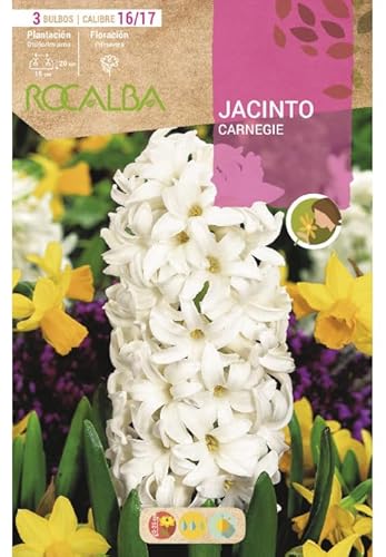 Jacinto Carnegie, Blanco. Blister 3 bulbos calibre 16/17