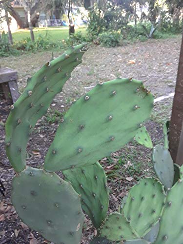 2 Pad, Eastern Prickly Pear Cactus Plant, Hardy Zone 5,,, 2 Healthy Cuttings 5"+ #TOP1