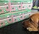 Responsible Owner Hundekotbeutel, umweltfreundlich, extra dick, super stark, 100% biologisch abbaubar, mit leicht zu schließenden Griffen, auslaufsicher, jeder Hundekotbeutel misst 17 x 37 cm,