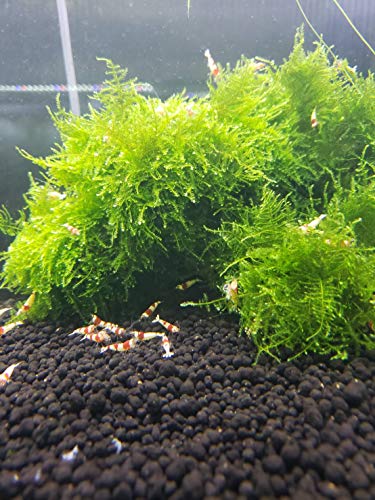 yB-O-D-AQUAzu Opt ăEB[X [] (_) (Nxd)i14cm×s10cm×[4cmj(10g))