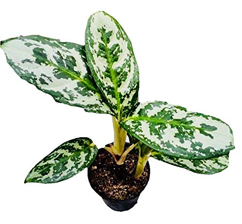 The Four Seasons Aglaonema Silver Queen Variegated Rare Natural Live Plant in Pot (B07DJPZC4C) Amazon Price History, Amazon Price Tracker