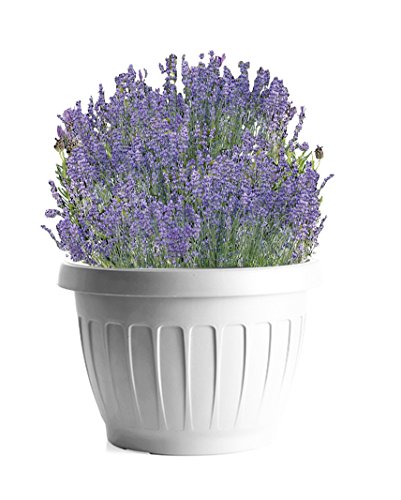 Bama Terra Vaso Da Fiori, 40 X 26 X 30 Cm, Resina, White, 30 Cm