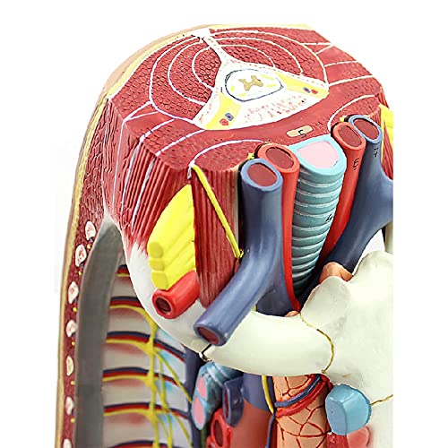 Modèle anatomique du cœur, sternum et thymus haute fidélité - 4