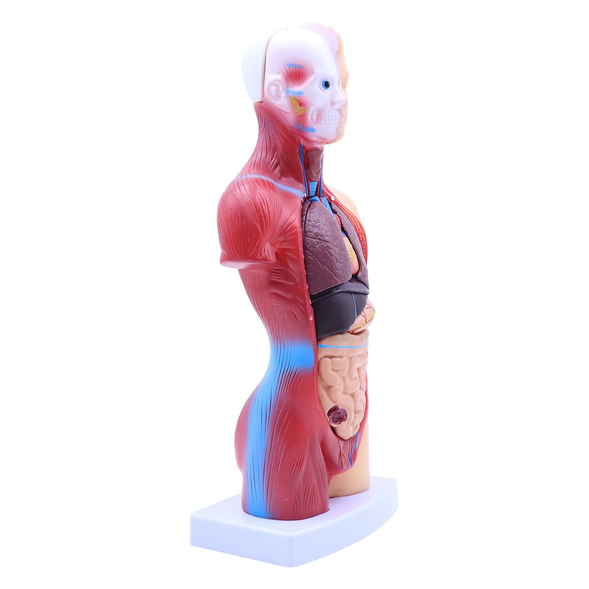 Modelo de anatomía humana de 28 cm, cuerpo humano extraíble, torso extraíble, 15 órganos desmontables.