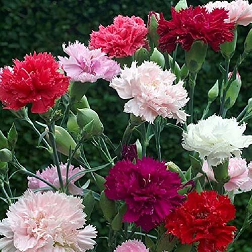Cemeha Seeds - Carnation Grenadin Mix Biennial Flowers For Planting #TOP3