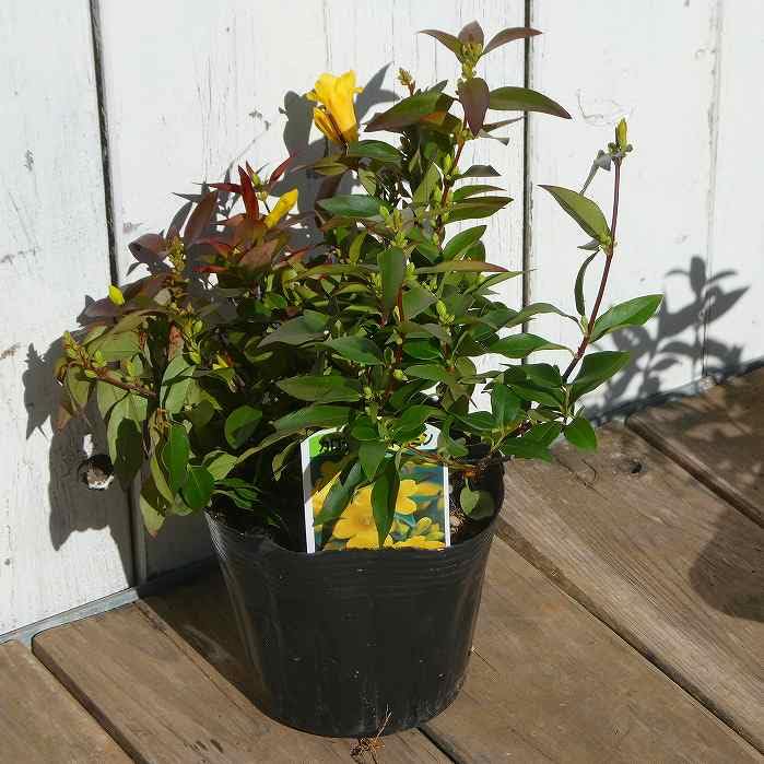 Amazon.co.jp: カロライナジャスミン 苗 3.5号ポット 黄花 ツル植物