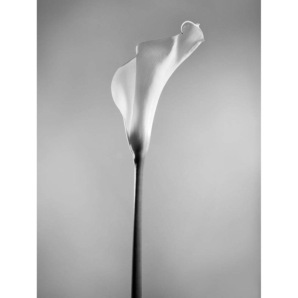 Wee Blue Coo Flower Black And White Calla Lily Art Print Poster Wall Decor 12X16 Inch