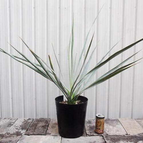  bJ M_ V Yucca rigida u[bJ