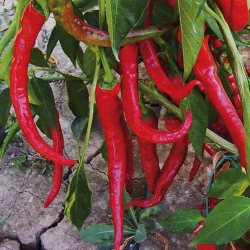 30 Semi di Peperoncino Cayenna lungo, Piccantezza Media peperone piccante, chili pepper seeds