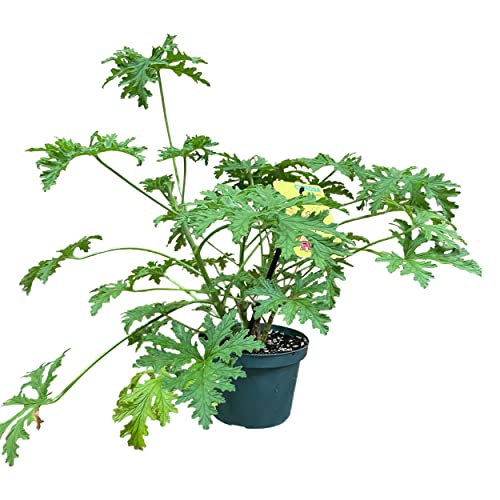 Live Citronella (Scented Geranium) - Wards Off Pests - Healthy and Fragrant Pollinator - 12" Tall by 6" Wide in 1.5 Qt Pot