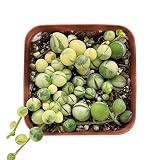 Variegated String of Pearls in 2 inch Starter Pot, Rare Live Succulent Plant Fully Rooted in Planter