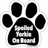 Imagine This Paw Car Magnet, Spoiled Yorkie on Board, 5-1/2-Inch by 5-1/2-Inch