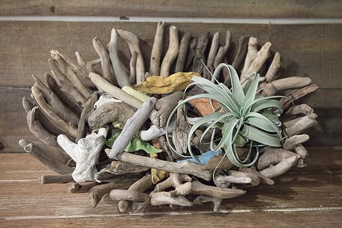Creative Co-Op Driftwood Tray - Image 2