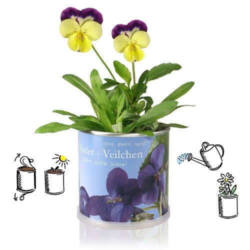 MacFlowers Extragifts Blumen in der Dose - Kaktus - Cactus