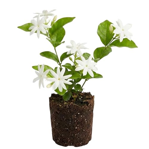 Belle of India Jasmine Plant Live 4-7 Inches Tall, Fragrant