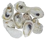 U.S. Shell, 05114 Oyster Shells, 2 to 3 inches, 2