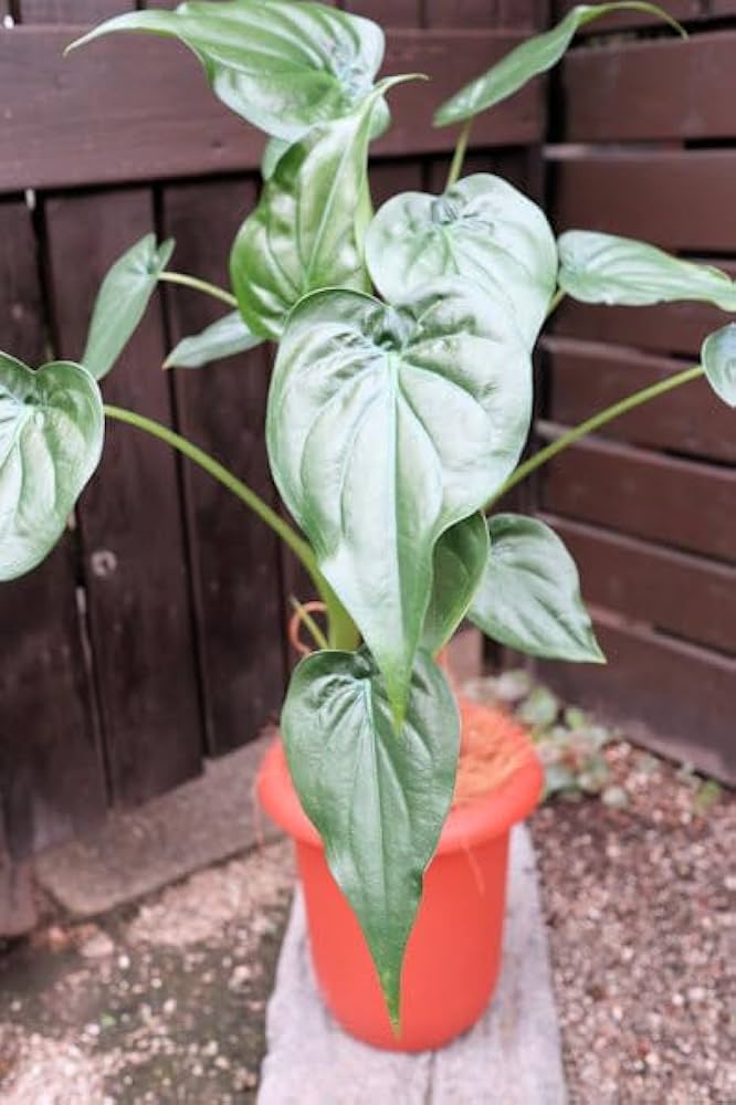 その他観葉植物 Musa Wah Kom Mint US Seller Musa 'namwa' Mint, Rare Decorated Banana Plant
