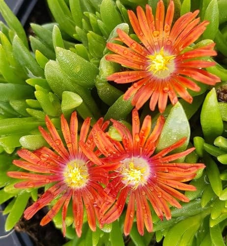 Delosperma FUNNY FRESH 'Dream' / Pourpier vivace/Conteneur de 2 à 2.9 litres/Succulente