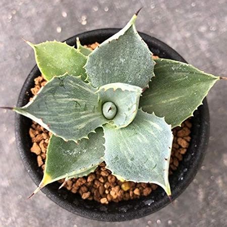 Amazon 多肉植物 アガベ 屈原の舞扇 M フラワースタンド 園芸ラック