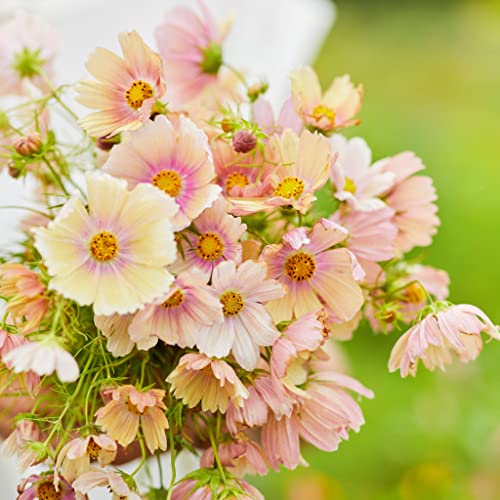 Eden Brothers Cosmos Seeds - Apricot Lemonade - Thumbnail 5