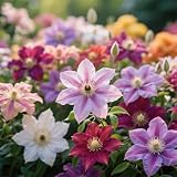 Rhizoma de Clematis, Robusto, Fresco, Natural, Compacto, Versátil/Especial para Arcos/Clemátide/Muy Ornamental-8pcs-K