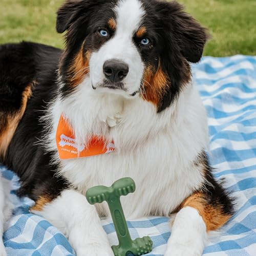 Jouet à mâcher pour chien Nylabone goût bacon os résistant grand modèle - 8