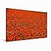 Produktbild CALVENDO 2017 Termine und Mohn