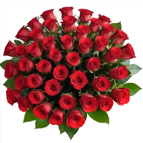 50 Red Roses | Bulk Roses by Arabella...