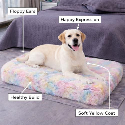 Image of ZEXSAZONE High-Density Rebond Foam Large Dog Bed | 90 x 60 CM Soft Rectangular Pet Bed | Washable, Thick Cushion with Anti-Slip Bottom | Indoor Use | (Rainbow, Large, Dog Mattress)
