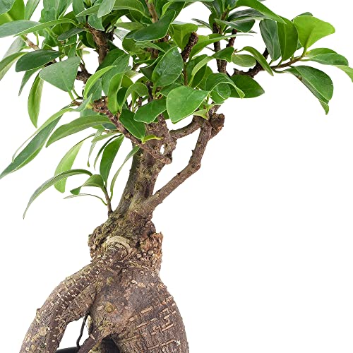 Image of Arcadia Garden Products LV61 Ginseng Ficus Live Indoor Bonsai Plant in 4 in. Plastic Grower Pot, Green, **Sold By Amazon and Arcadia Garden Products**