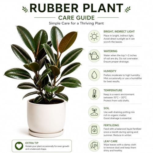 Image of Rubber Plant (Ficus Elastica) Indoor Air Purifying Plant in Pot | Large Glossy Green Leaves | Low Maintenance Decorative Houseplant for Home, Office & Balcony (PACK OF 1)