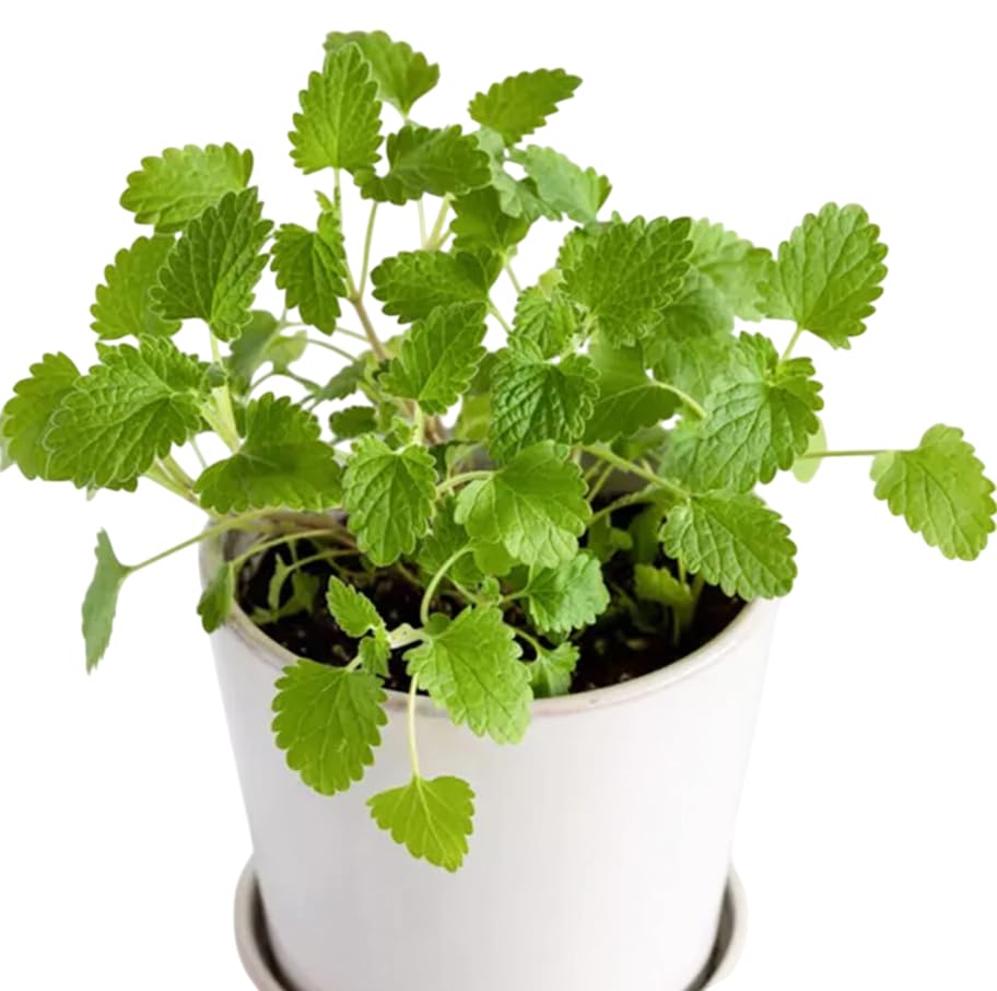 Catnip Plant Catmint Plant Lavender Blue Heirloom Perennial Catmint Seedlings 5-7 Inch Tall 3.5 Inch Pot