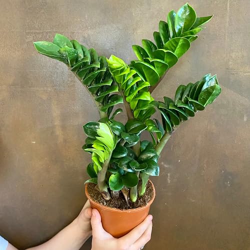 100Pcs Green Zamioculcas Zamiifolia Plant Seeds