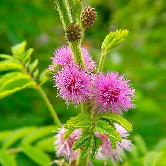 See full amazon price history chart for Chuimu Live Plant Mimosa Pudica, Touch Me Not, Lajalu, Sensitive Plant, Shy Plant, Sleepy Plant, Shameplant Plant With Black Plant Chuimu Live Plant Mimosa Pudica, Touch Me Not, Lajalu, Sensitive Plant, Shy Plant, Sleepy Plant, Shameplant Plant With Black Plant (B0CQWRCBYM) Amazon Price History, Amazon Price Tracker
